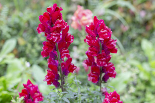 鲜艳红金鱼草绽放