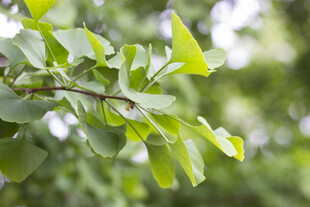 银杏嫩绿枝叶展现盎然生机