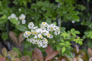 白色蔷薇小花绽放绿叶间