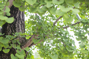 银杏树干与繁茂绿叶