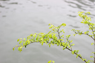嫩绿树枝垂于水面