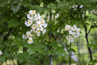 蔷薇枝头白花绽绿叶间