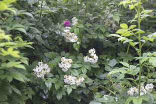 蔷薇繁茂绿植中的美丽花朵