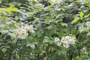 繁茂绿叶间绽放的白色蔷薇