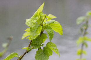 桑叶嫩绿新叶枝头绽
