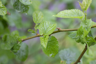 桑叶嫩绿枝叶上的晶莹水珠