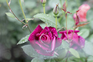 娇艳绽放的紫红色玫瑰花