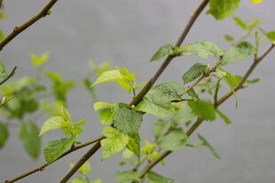 桑叶嫩绿枝叶特写