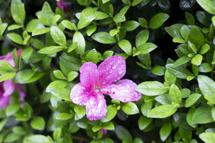 毛鹃娇艳粉色花朵绽放绿叶间