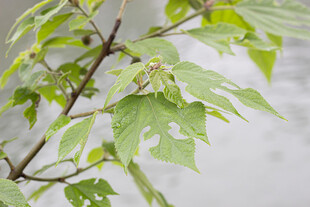 构树嫩绿枝叶特写