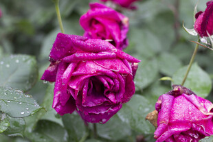 带水珠的娇艳紫玫瑰花