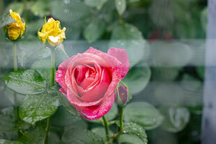 娇艳粉月季绽放