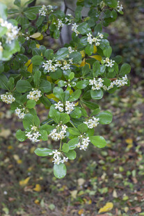 海桐枝头繁花点点绽