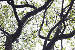 繁茂树枝与斑驳光影