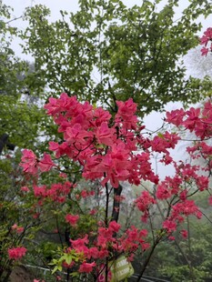春日盛开的艳丽红花朵