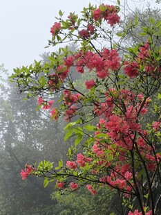 雾中盛开的艳丽红花朵