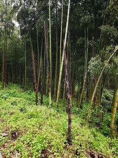 茂密山林中的竹笋