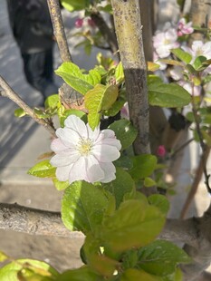 海棠花