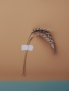 麦子
