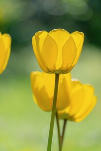 黄色郁金香绽放