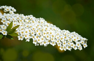 白色绣线菊特写