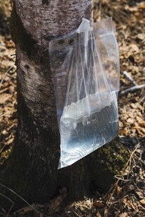 树干挂袋收集树液