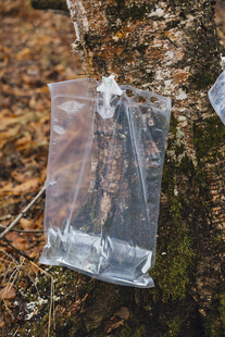 树干上的透明塑料袋