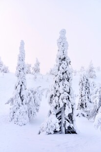 雪覆松林美景