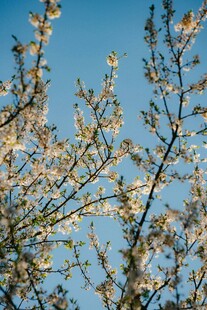 蓝天映衬下的繁花树枝