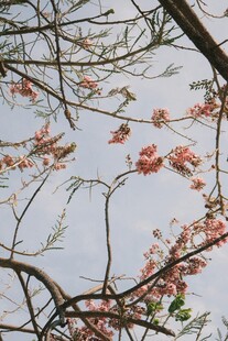 枝头繁花绽放