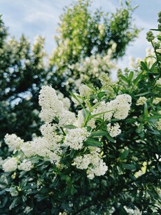 洁白繁花绽放枝头