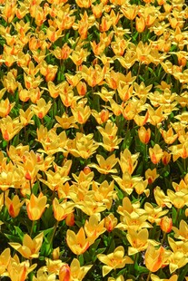 金黄郁金香花海