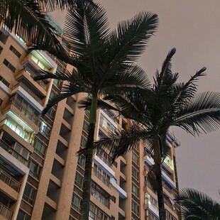 夜幕下的棕榈树与高楼