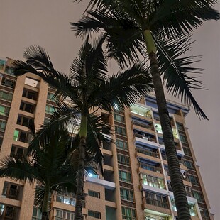高楼旁的棕榈树夜景