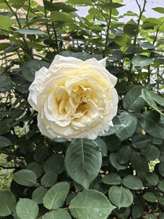 白色月季花特写