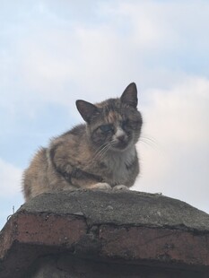 屋顶上休憩的可爱小狗