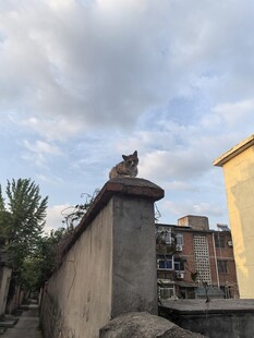 墙头猫咪眺望天空