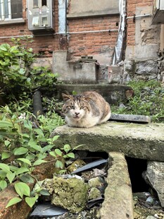 石台上休憩的猫咪