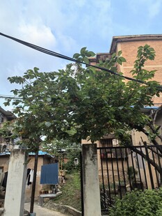 乡村小院外的繁茂绿树