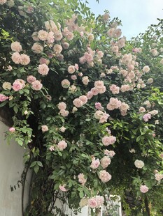 蔷薇满墙绽放