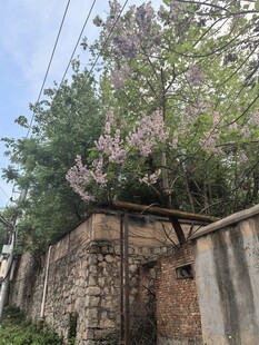 老墙边绽放的繁茂紫藤花