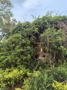 被绿植覆盖的废弃建筑