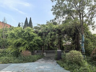 静谧庭院绿植景观