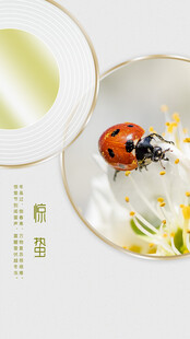 瓢虫栖于白花旁的静谧画面惊蛰
