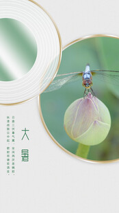 夏日大幕开启的清新荷花图大暑