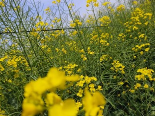 春日油菜花海美景