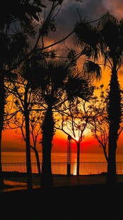 夕阳下的海边棕榈树剪影