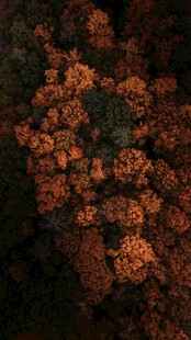 秋日绚烂花丛