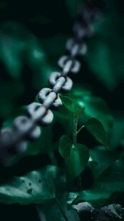 绿叶上的金属链条特写