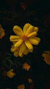 黄色花朵特写